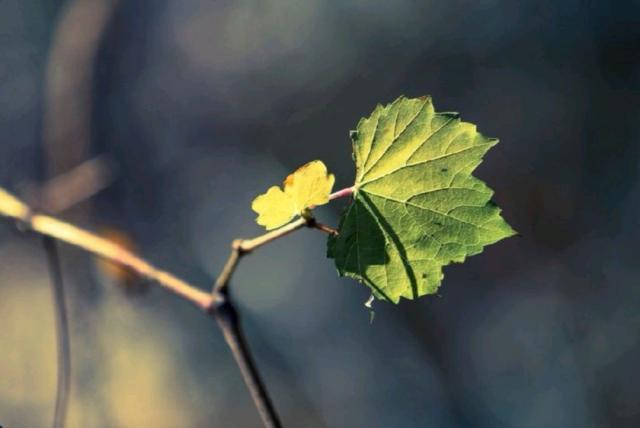看透了人心冷暖的说说，精辟现实，句句穿心