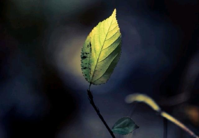 看透了人心冷暖的说说，精辟现实，句句穿心