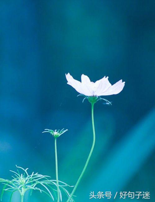 美到窒息的简短句子，气质满分，一眼惊艳！