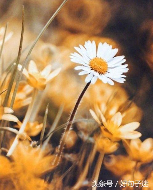 美到窒息的简短句子，气质满分，一眼惊艳！
