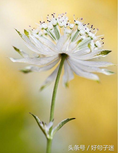 美到窒息的简短句子，气质满分，一眼惊艳！