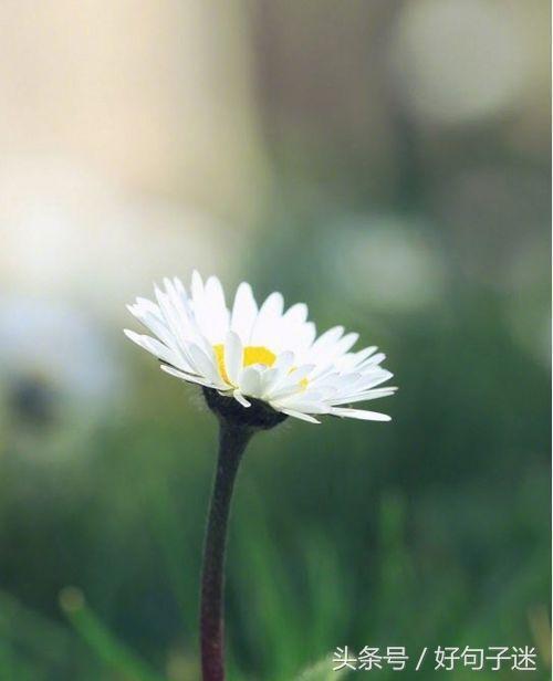 美到窒息的简短句子，气质满分，一眼惊艳！