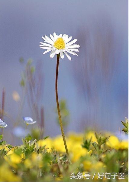 美到窒息的简短句子，气质满分，一眼惊艳！