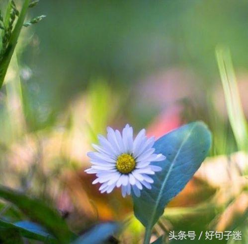 美到窒息的简短句子，气质满分，一眼惊艳！