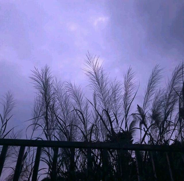 抖音点赞高的句子正能量温馨