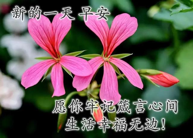 任夏；回忆中拥抱，希望给你周末带来好的心情，早上好