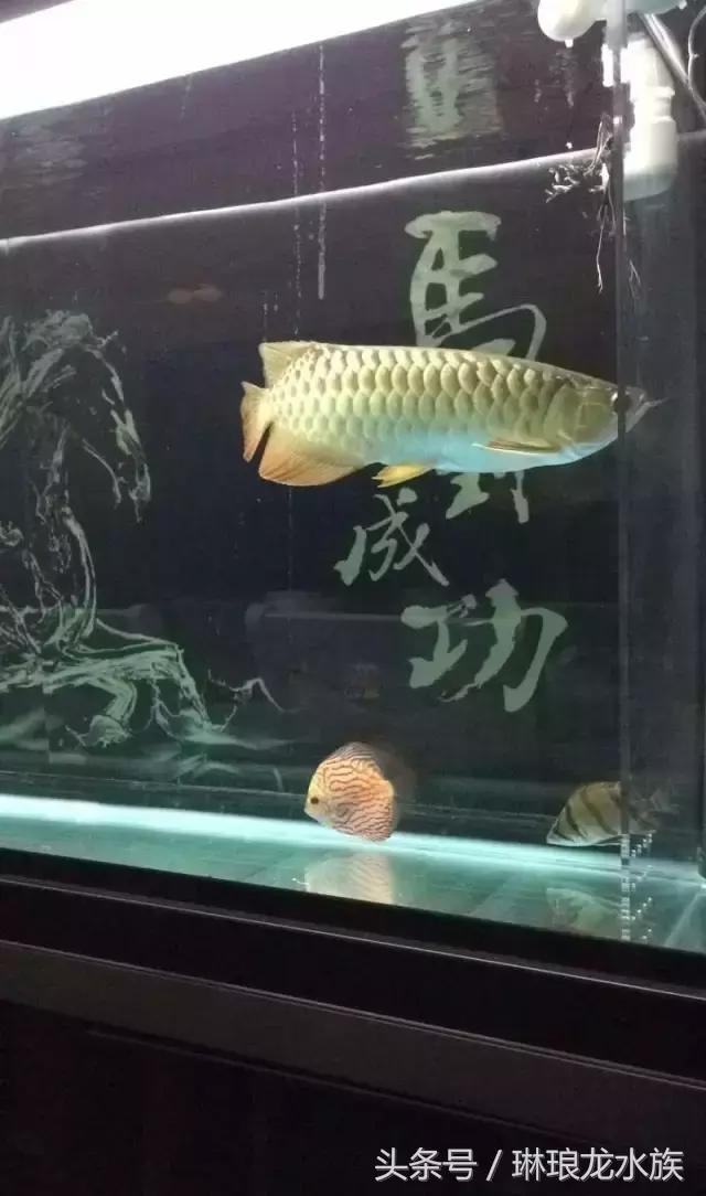 养鱼养眼养心得，悟事悟理悟人生