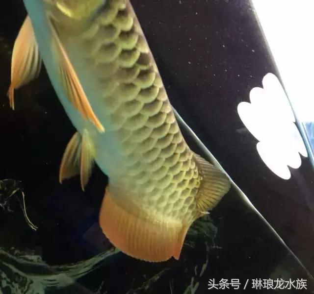 养鱼养眼养心得，悟事悟理悟人生