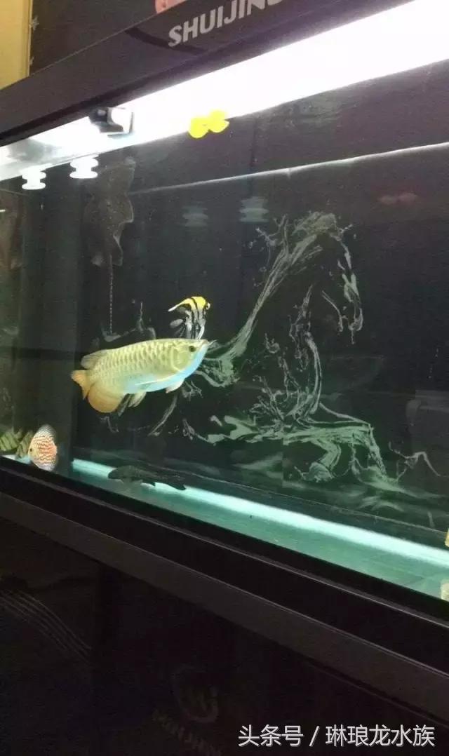 养鱼养眼养心得，悟事悟理悟人生