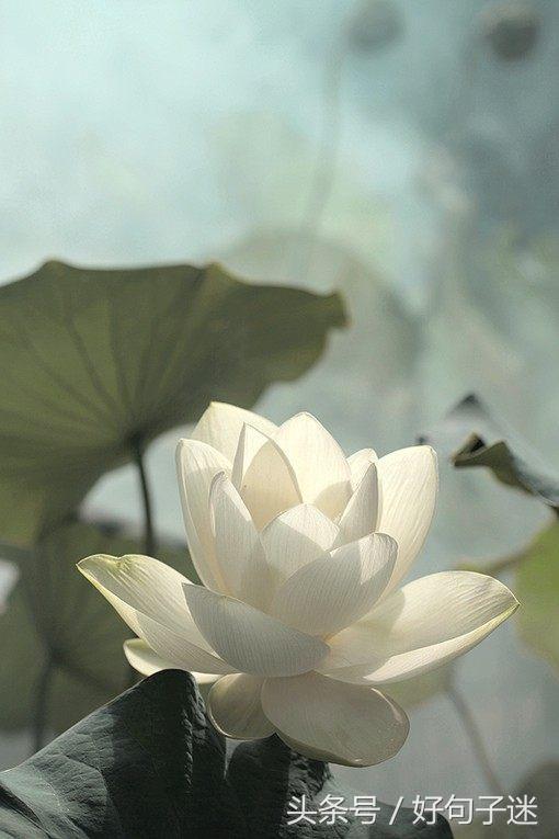 禅语感悟人生的段子，句句大实话，让你少走弯路！