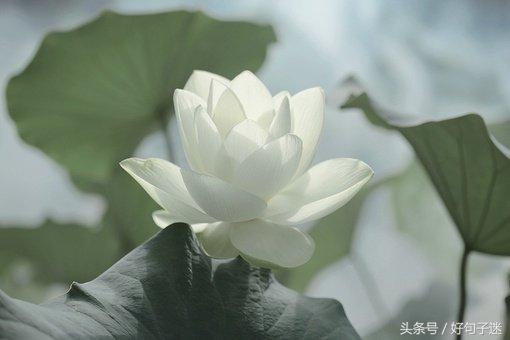 禅语感悟人生的段子，句句大实话，让你少走弯路！