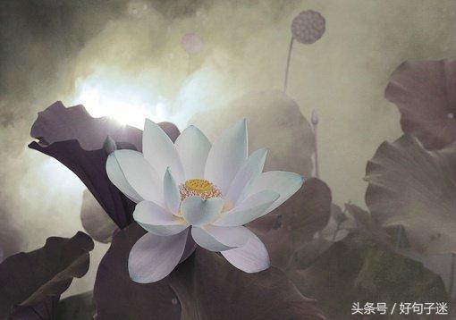 禅语感悟人生的段子，句句大实话，让你少走弯路！