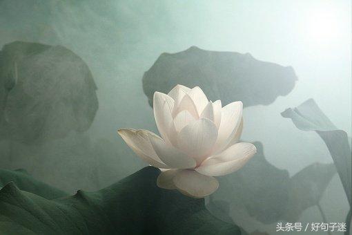 禅语感悟人生的段子，句句大实话，让你少走弯路！