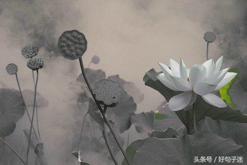 禅语感悟人生的段子，句句大实话，让你少走弯路！