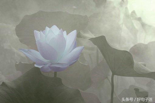 禅语感悟人生的段子，句句大实话，让你少走弯路！