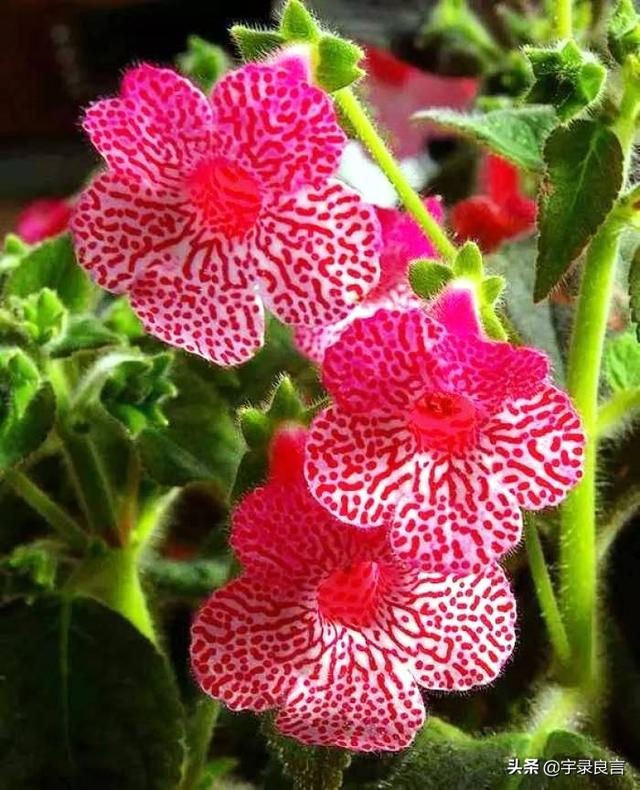 句句走心的经典语录，肯吃亏不是痴人，只有付出才有收获