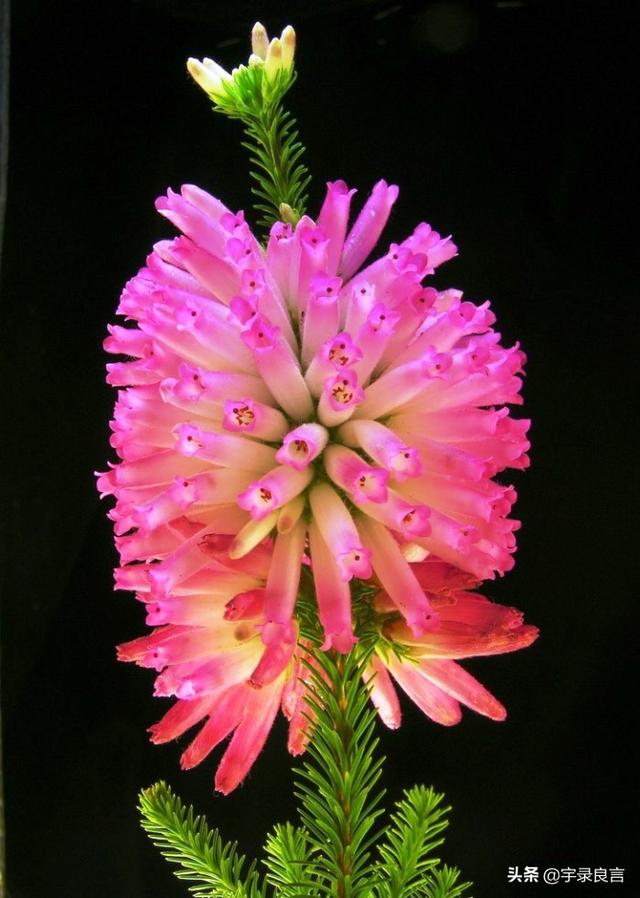 句句走心的经典语录，肯吃亏不是痴人，只有付出才有收获