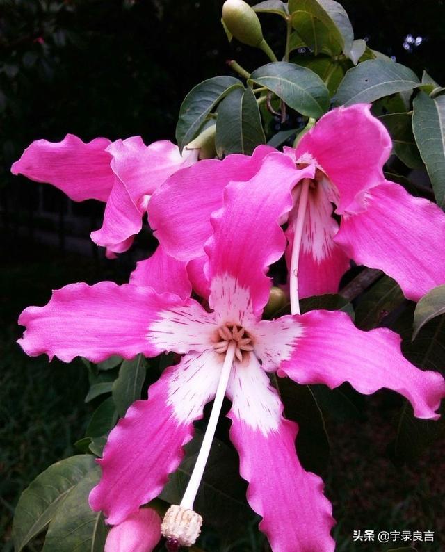 句句走心的经典语录，肯吃亏不是痴人，只有付出才有收获