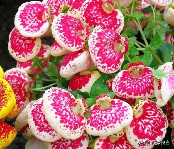 句句走心的经典语录，肯吃亏不是痴人，只有付出才有收获