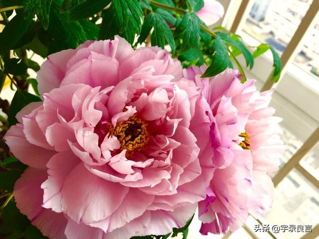 句句走心的经典语录，肯吃亏不是痴人，只有付出才有收获