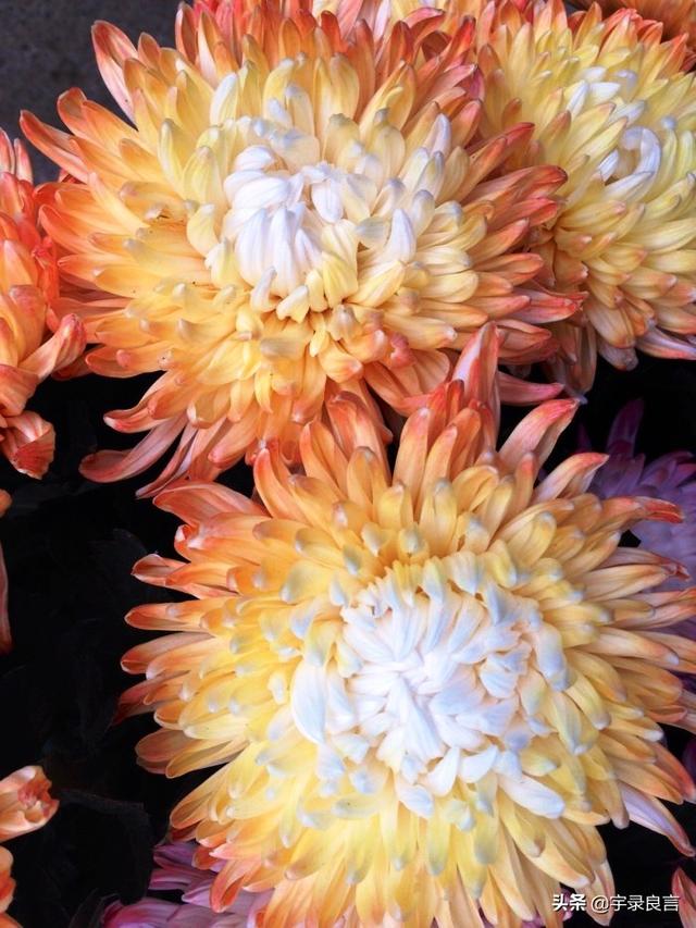 句句走心的经典语录，肯吃亏不是痴人，只有付出才有收获