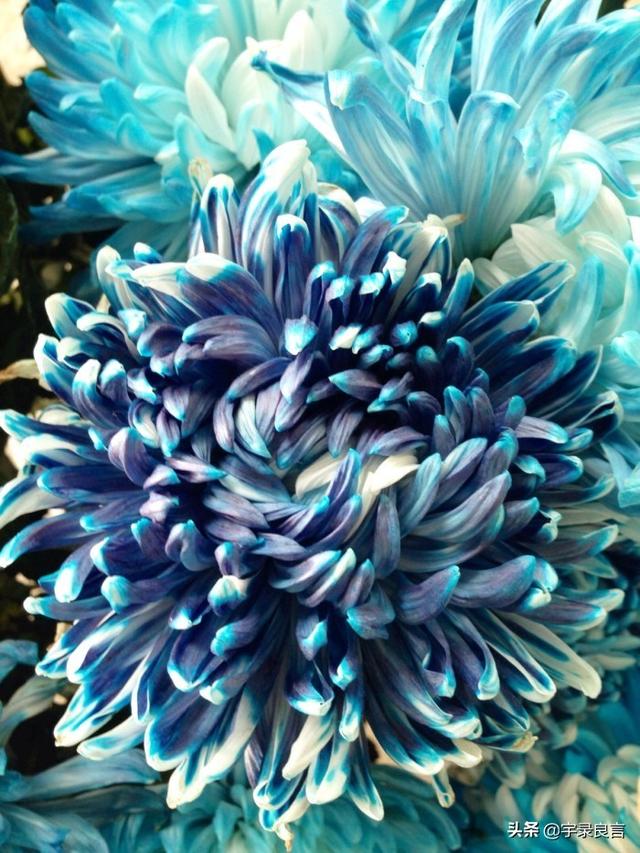 句句走心的经典语录，肯吃亏不是痴人，只有付出才有收获