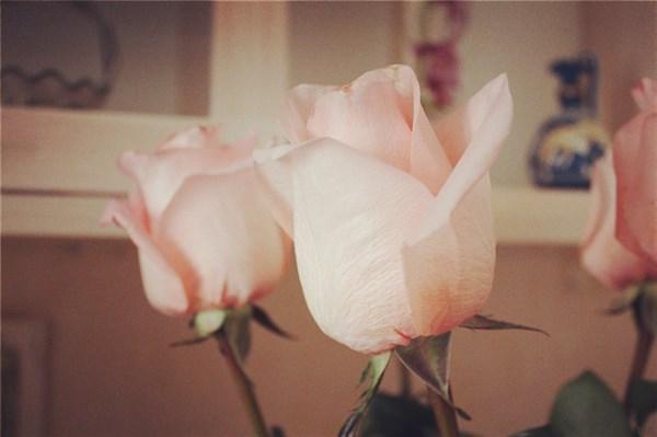 十分经典的励志句子，触碰底线，句句值得回味