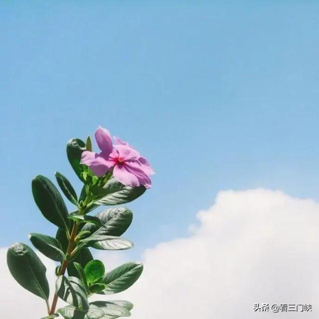 2021最美早安句子，干净走心，越看越喜欢