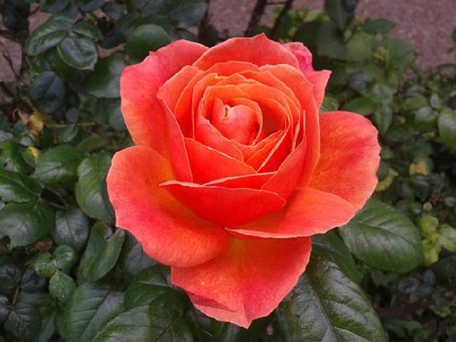 经典话语适合发朋友圈