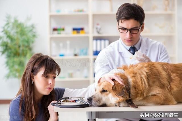 狗狗死了伤心句子 狗狗死了伤心句子