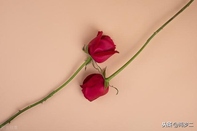 关于爱情,那些温暖人心的文学句子:我把四季用来等你