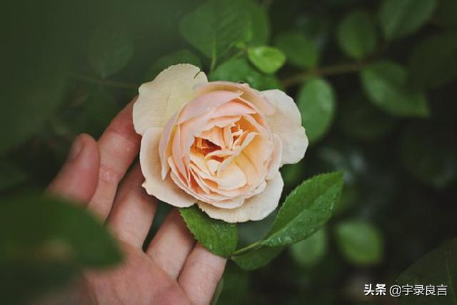 唯美暖心的短句