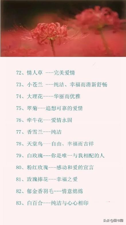 100种常见花的花语文字