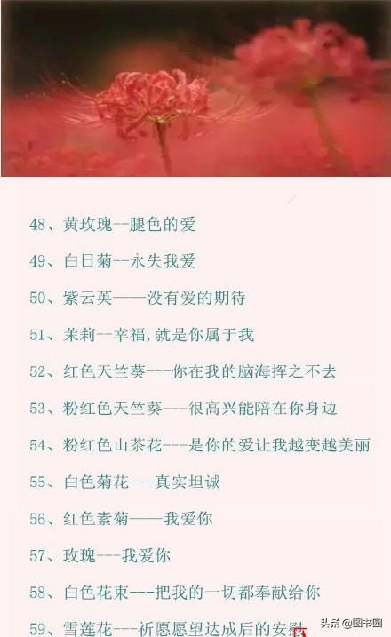 100种常见花的花语文字